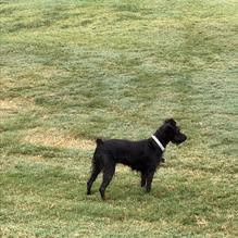 ZBonz Dog Park at North Z Boaz Park photo 2